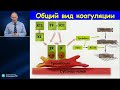 Система гемостаза в интенсивной терапии Мазурок В.А