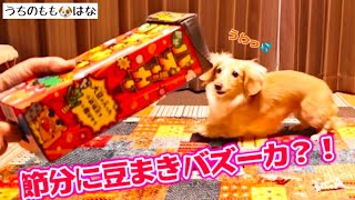 愛犬はなと豆まきバズーカー？？...   #206【節分】【豆まき】【カニンヘンダックス】