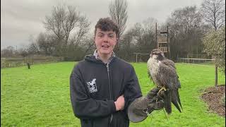 Lucie, the Lugger Falcon – International Lugger Falcon Awareness Day