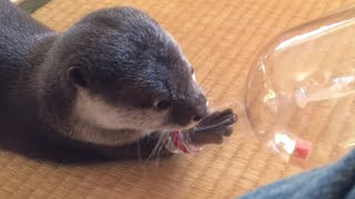 カワウソさくら 普通の餌とジャーキーの反応の違い！ Difference between jerky and food by otter