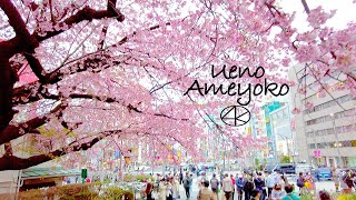 4K Japan,Tokyo Ueno Sakura to Ameya Yokocho Walking