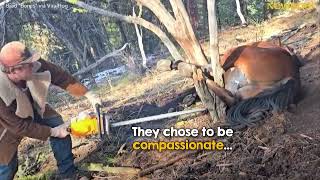 Hunters find wild horse with its leg stuck in a tree 😰🐴