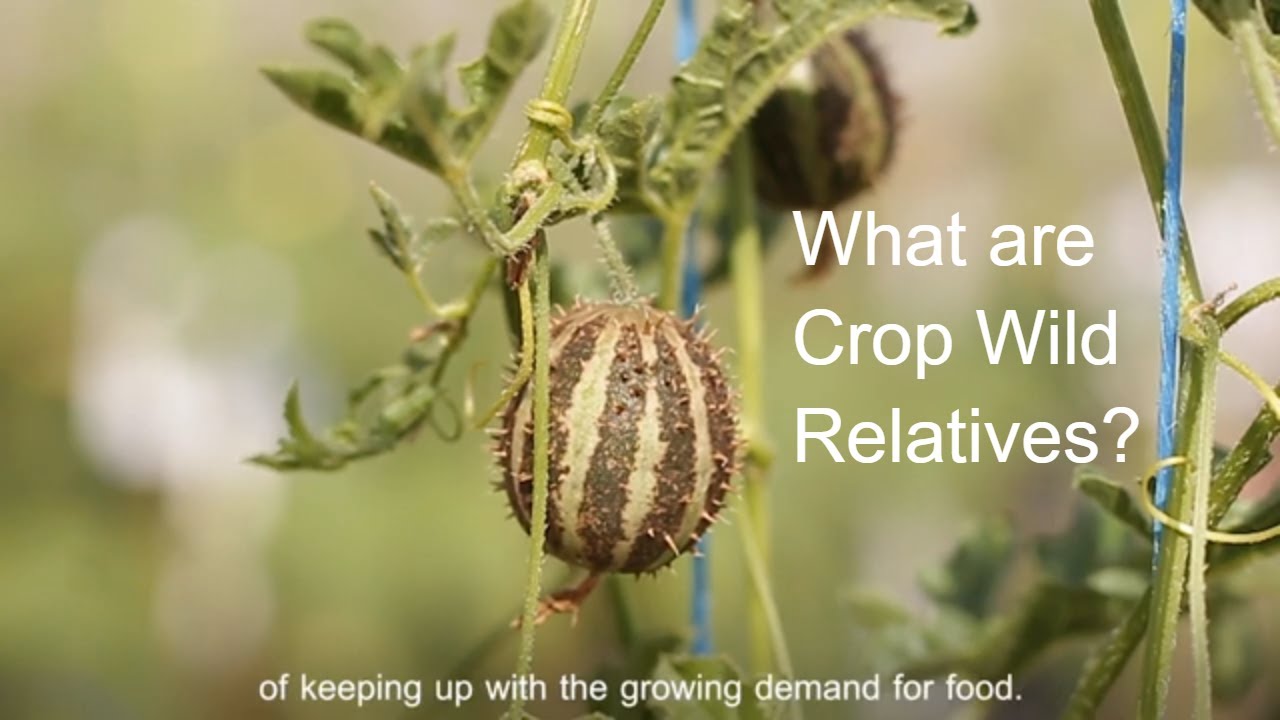 The 'cousins' Of Our Food Crops - Crop Wild Relatives Explained - YouTube