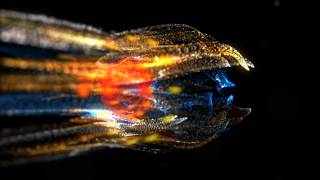 Trapcode Form Sea Creature experiment