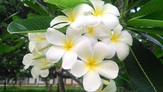 #ดอกลีลาวดี ที่ #เชียงใหม่ (Plumaria ,Frangipani) #ดอกไม้สีขาว #กลิ่นหอม สวยงามยามเช้า