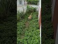 Leo learns the come command 🐕 #goldenretreiver #babydog #puppy #dog