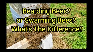Bearding Bees? Swarming Bees? What's The Difference?