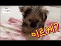 몰키 성장일기ㅣ아기 강아지 몰키 150일 동안의 모습은 🐶❤️ 심멎주의