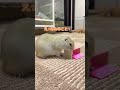 ピー助と飼い主の日常【part1】 ピー助 リチャードソンジリス