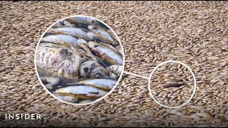 Why Millions Of Fish Died In An Australian River | Insider News