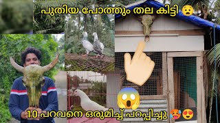 പുതിയ പോത്തും തല കൊണ്ടുവന്നു 😨(10 പറവനെ ഒരുമിച്ചു പറപ്പിച്ചപ്പോ എങ്ങനെയാണ് ഒന്ന് കണ്ടു നോക്കു 🥶#loft