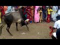 jallikattu bull on the way to thozhuvam