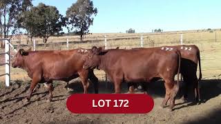 LOT 172