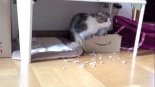 Amazonの箱が好きな猫。A cat teething on an Amazon box