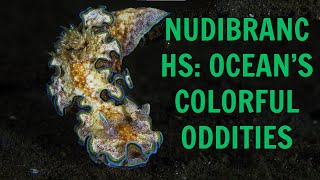 Nudibranchs: The Colorful Creatures of the Deep #Nudibranchs #MarineLife #OceanMysteries