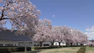 ４Ｋ 2017年桜　福島県立博物館 駐車場の小彼岸桜 福島県会津若松市　４月23日撮影　00016