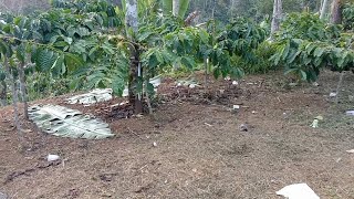 Setelah pembersihan gulma kebun AnjarWana