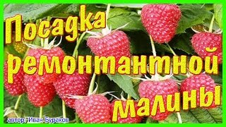 Как посадить ремонтантный сорт малины \u0026 Брянское диво, ремонтантный сорт.