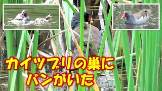 カイツブリの親子、カイツブリの巣にバンがいた！？