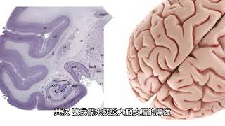 用科学破解大脑的秘密：了解人类思考和行为的原理