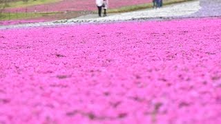 モトブログ「芝ざくら公園」へ行ってみた♪