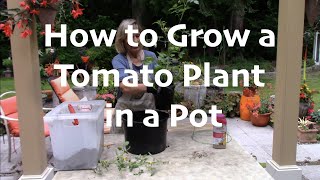 How to Grow a Tomato Plant in a Pot