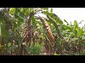 MUSCLE GRASS UNDER BANANA TREE IT'S STILL GOOD EVEN EVEN PLANTED UNDER A BIG TREE