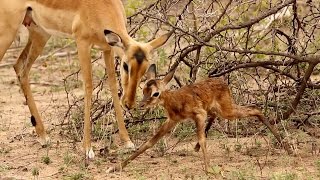 Baby Impala Learns To Walk