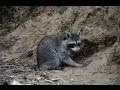 Dog Proof Raccoon Trapping - Ztraps