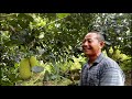 YUK, KITA BERKEBUN NANGKA SAYUR BERSAMA PAK DARMUJI