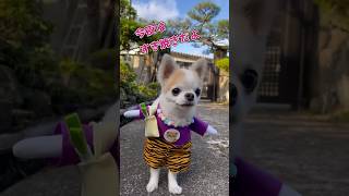 お買い物に行くチワワさん #shorts #チワワ #犬 #コスプレ #買い物 #chihuahua #dog