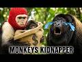 Why Are These Monkeys Kidnapping Another Species' Babies?