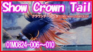 高知熱帯魚サービス　01M0824 006～010