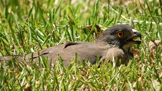 20200627 祥合公園鳳頭蒼鷹 – 公鳳頭落地趴