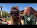 🔴 LIVE at the ZOO: Bactrian Camels!