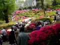 東京根津神社のつつじまつり2010