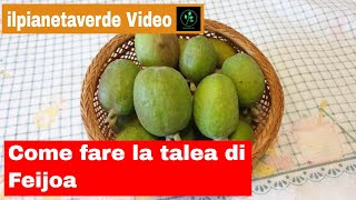 Come fare la talea di Feijoa