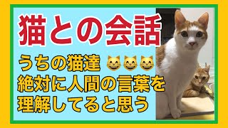 【猫との会話】うちの猫達、絶対に人間の言葉を理解してると思う