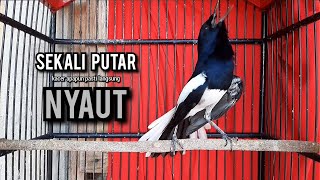 SUARA BURUNG kacer gacor NGEPLONG TARUNG ini paling AMPUH buat PANCINGAN KACER agar EMOSI