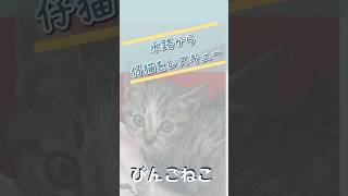 水路の仔猫をレスキュー　#shorts #保護猫 #里親募集中