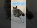 健康診断では標準体型なのに顔が丸すぎる猫 cutecat かわいい britishshorthair cat ブリティッシュショートヘア 猫 ねこ 癒し