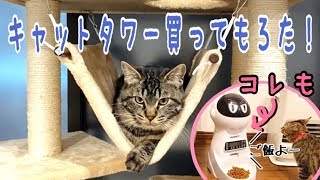 ポン・チー・ハクにキャットタワーも送りつけてみました