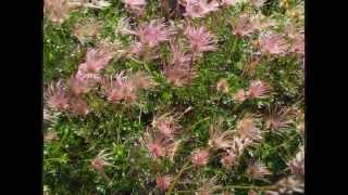 Flower trekking from Mt. ASAHIDAKE to Mt.TOMURAUSHI, 2012