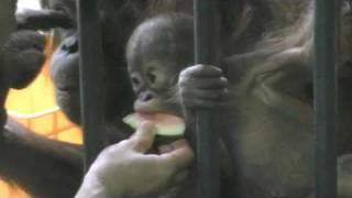 果物を食べるハヤト(円山動物園 オランウータン)