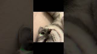 snow日常｜Vlog｜《嘴嘴說》#2023 #cat #kitten #shorts #short #shortvideo #日常vlog #生活 #vlog #sleep #shortsvideo