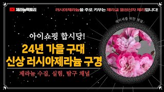 24년 가을구대 신상 러시아제라늄 아이쇼핑!