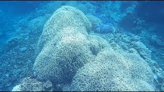 石垣島(27) 崎枝ビーチ沖アウトリーフ 珊瑚ファイヤーコーラル