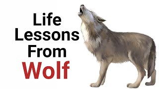 Character of Wolves | Good side of Wolf | Life lesson from Wolves | Animal Series | Life Mechanics