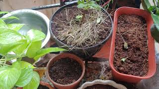 Durva/ Doob grass growing