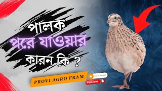 কোয়েল পাখির পিঠের পালক পরে যাওয়ার কারন কি || Provi Agro Farm \u0026 Hatchery